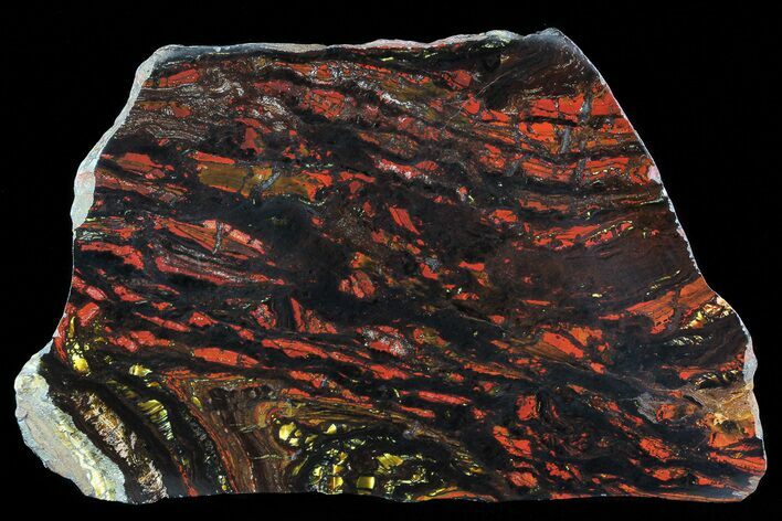 Polished Tiger Iron Stromatolite - ( Billion Years) #72913